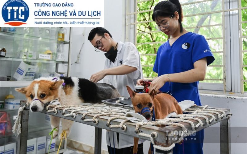 Mục tiêu đào tạo Cao đẳng Thú y hệ từ xa