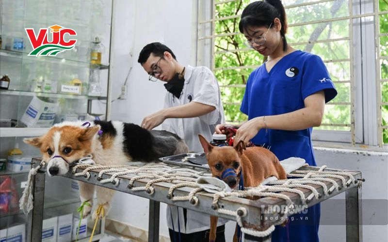 Mục tiêu đào tạo Cao đẳng Thú y hệ từ xa