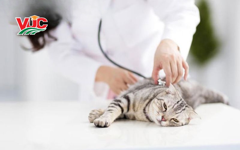 tìm hiều về đào tạo Cao đẳng Thú Y hệ từ xa