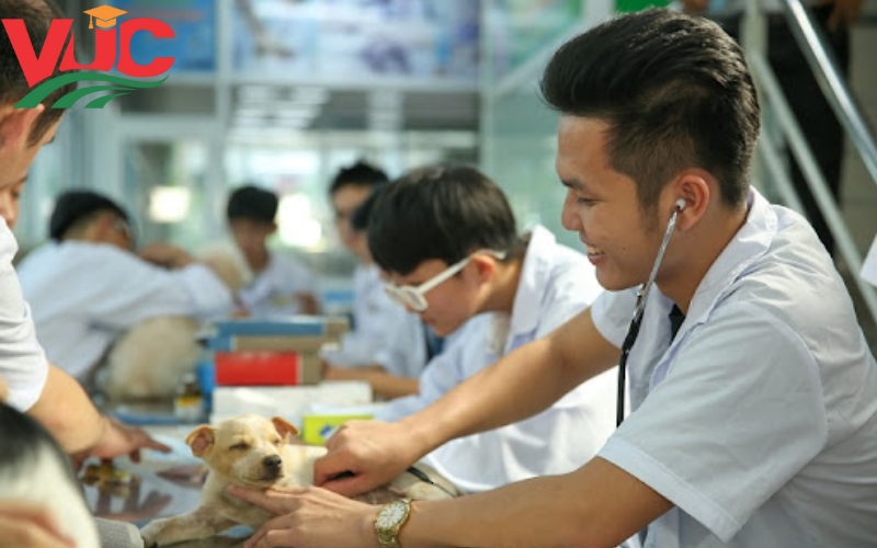 Cao đẳng Thú y sẽ được đào tạo những gì?