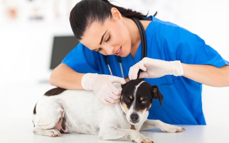 Tổng quan về Cao đẳng ngành Thú y