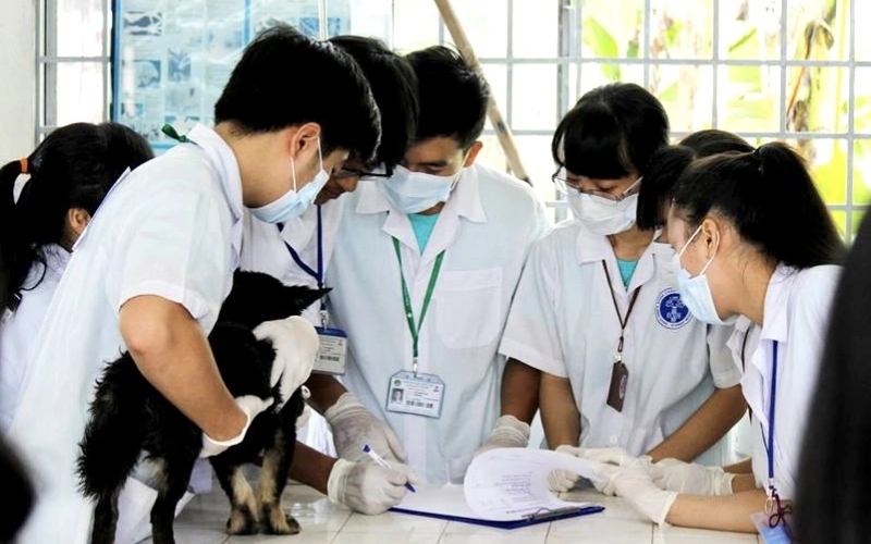 Việc làm sau khi ra trường của Cao đẳng ngành Thú y