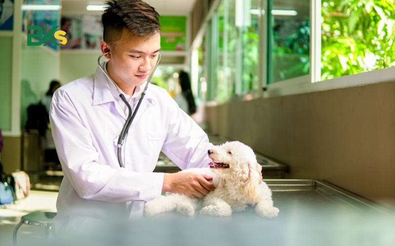 Lợi thế học văn bằng 2 trung cấp thú y