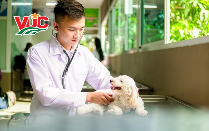 Lợi thế khi học văn bằng 2 Trung cấp Thú y