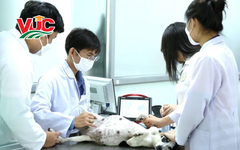 Học Trung cấp Thú y online ở đâu?