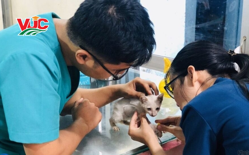 Tổng quan về Trung cấp Thú y cấp tốc
