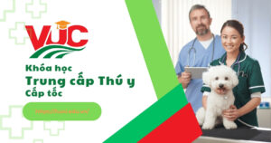 Trung cấp thú y cấp tốc