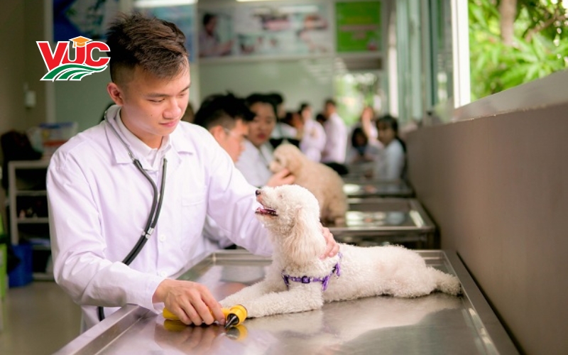 Chương trình khung liên thông Cao đẳng thú y từ xa tại VUC