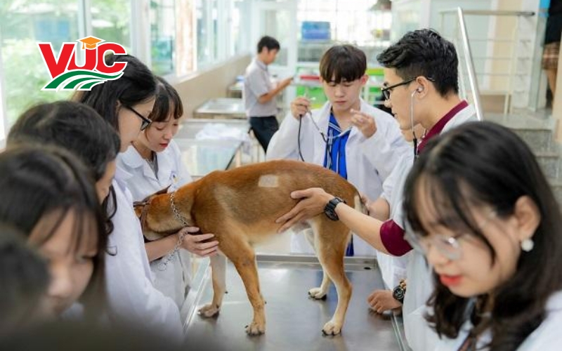 Thông tin tuyển sinh Trung cấp Thú Y chính quy