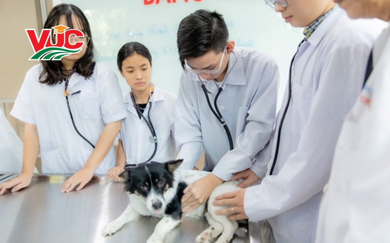 Tiêu chí vàng khi chọn trường học Trung cấp Thú Y cho người đi làm