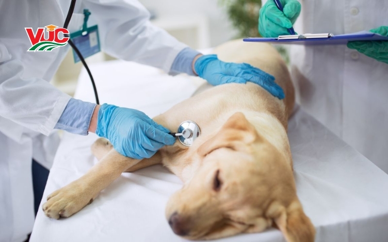 Thông tin tuyển sinh Cao đẳng Thú Y tại VUC