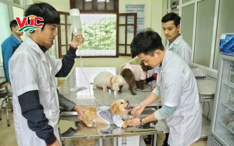 Tổng quan về Liên thông Cao đẳng Thú y: Nâng tầm từ "thợ" lên "chuyên gia"