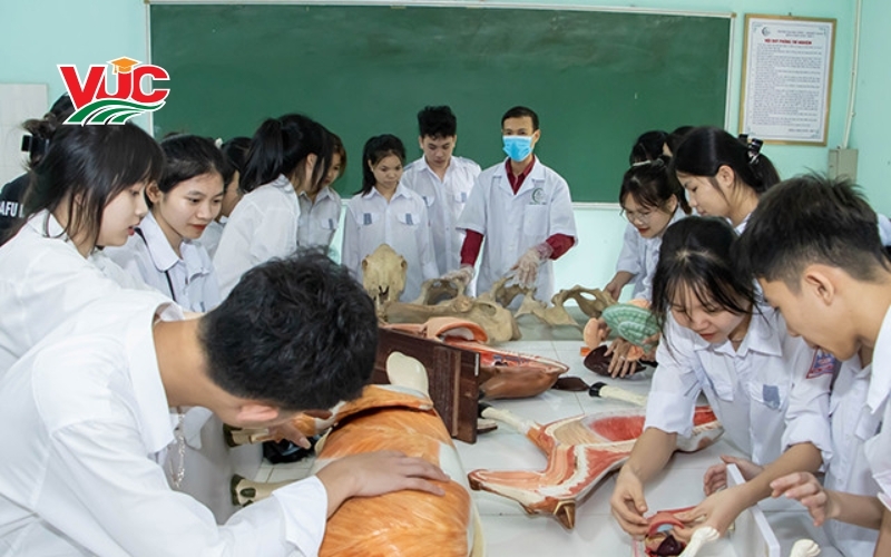 liên thông bác sĩ thú y