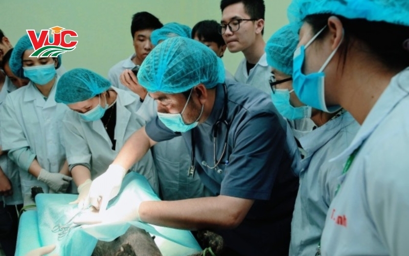 Học tại trường đào tạo ngành Thú y từ xa có thực sự chất lượng?