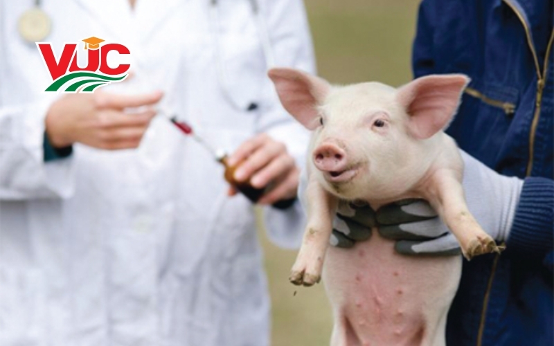 Thông tin tuyển sinh hệ văn bằng 2 Trung cấp Thú Y