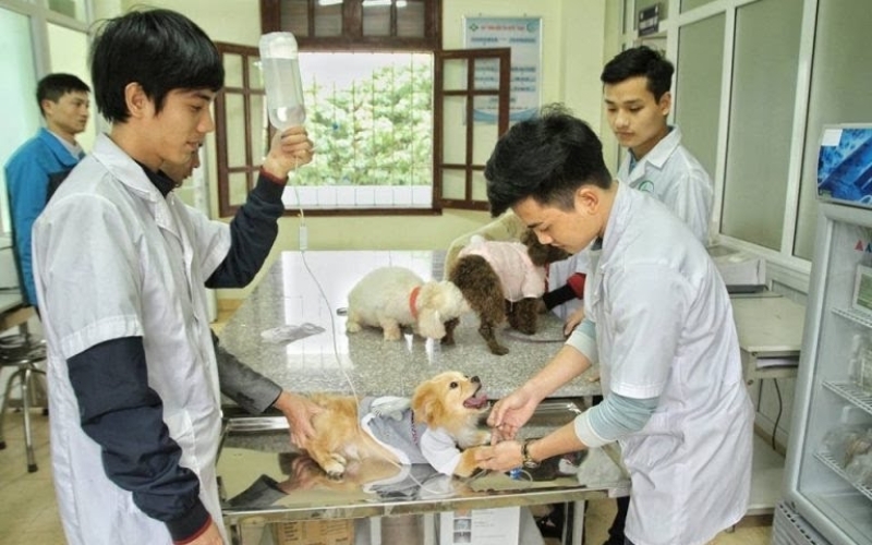 Thông tin tuyển sinh liên thông bác sĩ Thú Y