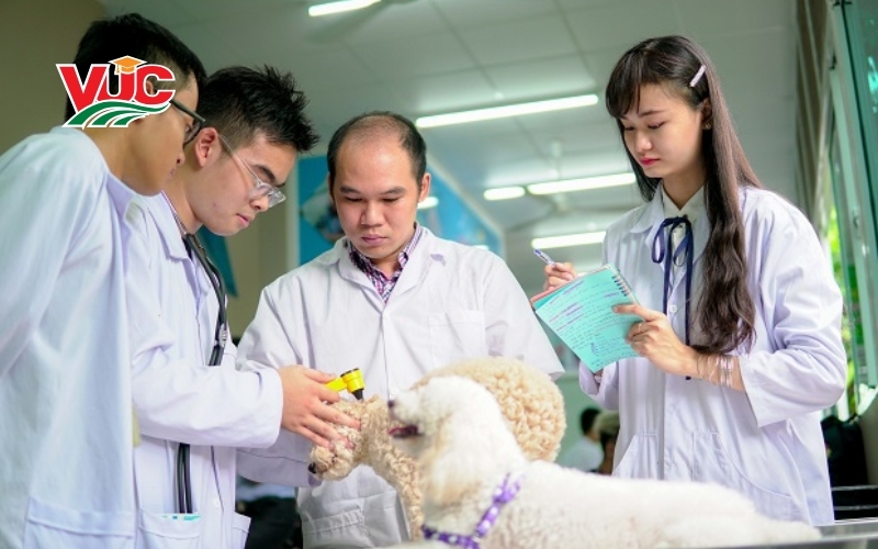 Tốt nghiệp Trung cấp Thú Y hệ trực tuyến xong bạn sẽ làm gì?