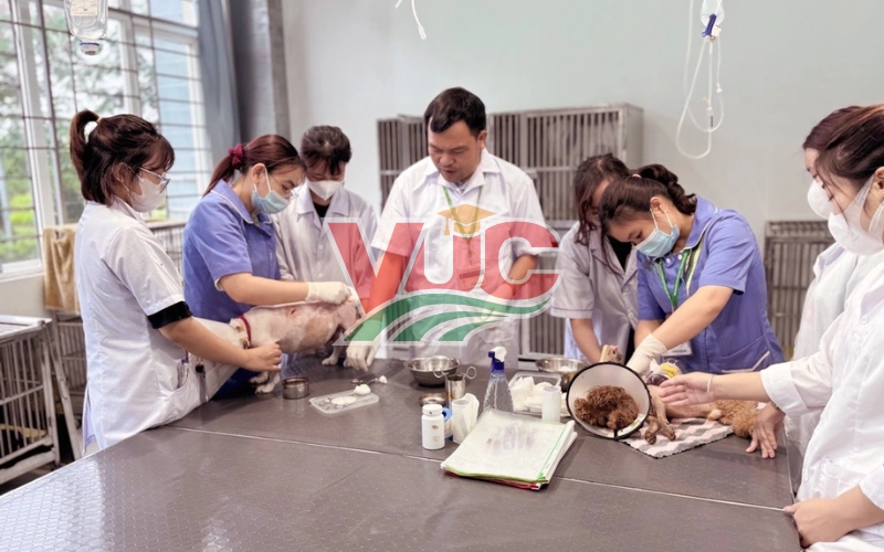 Nên chọn học trung cấp ngành Thú y học từ xa ở đâu uy tín?