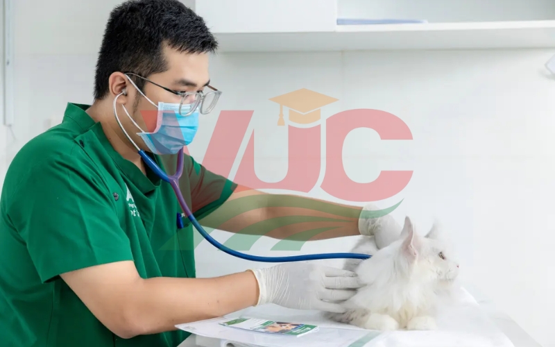 Bằng Trung cấp Thú y có thời hạn không? Giá trị sử dụng như thế nào?