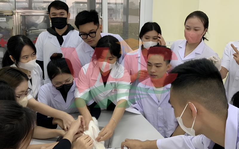 Học ở đâu để nhận bằng Trung cấp Thú y uy tín?