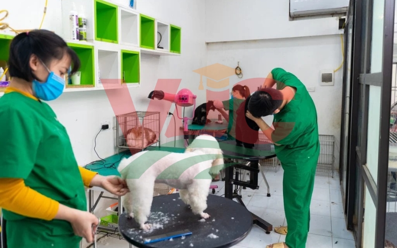 Các trường Cao đẳng Thú y có cần thi đầu vào không