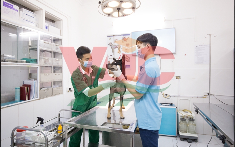 Chương trình giảng dạy Cao đẳng thú Y tại trường VUC