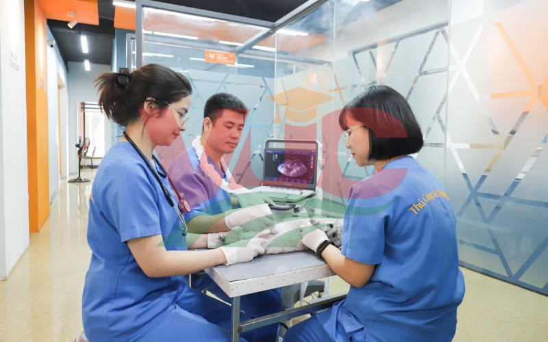 Trường Cao đẳng Thú y uy tín, học phí rẻ tại TPHCM