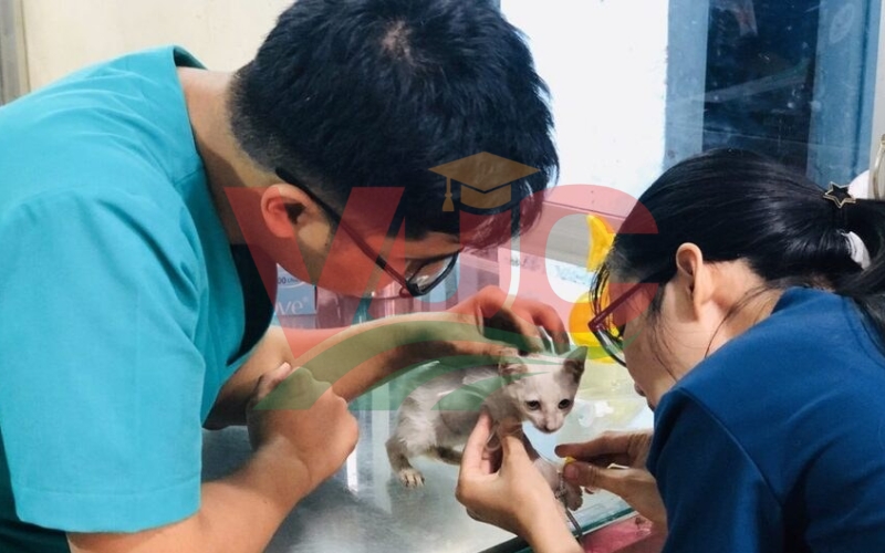 Kinh nghiệm học Trung cấp Thú y từ xa hiệu quả