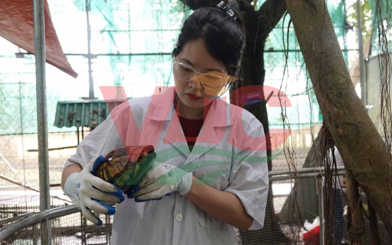 Nên học Trung cấp Thú y từ xa ở đâu để thuận tiện cho người bận rộn?